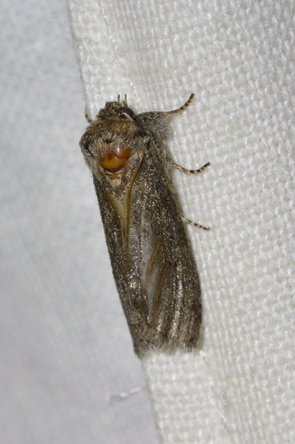 Asphalia ruficollis - vörösnyakú pihésszövő