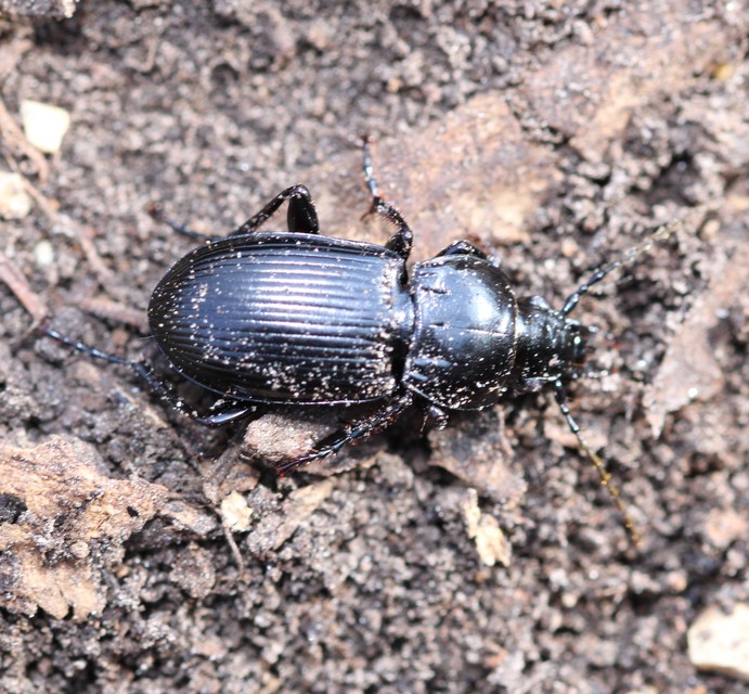 Pterostichus melas - fényes gyászfutó