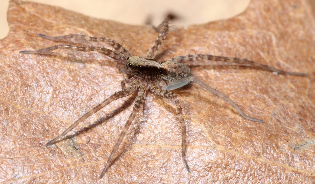 Pardosa