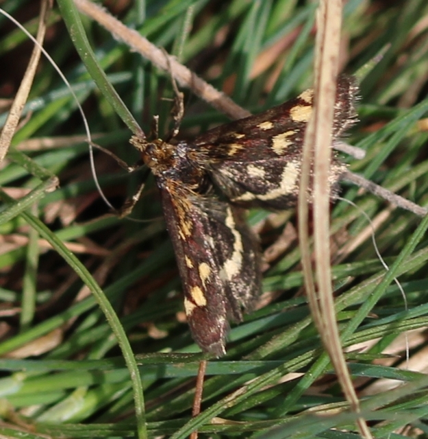 Pyrausta purpuralis - közönséges bíbormoly