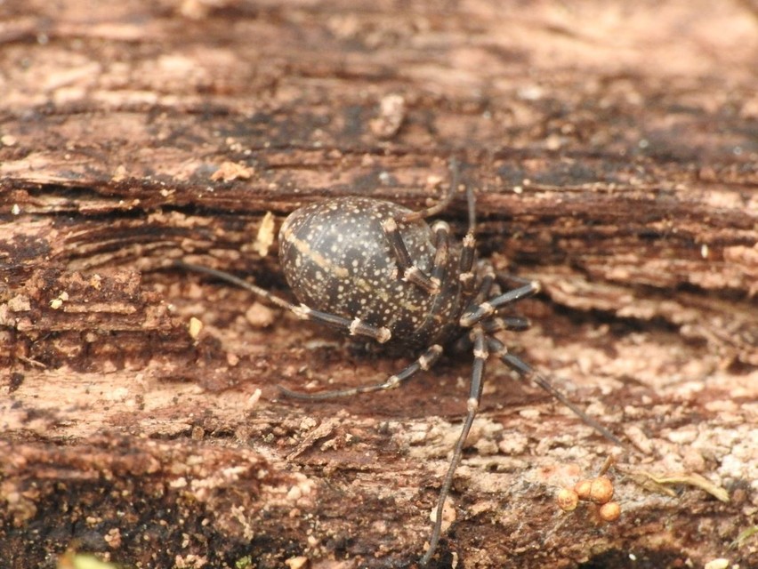 Egaenus convexus