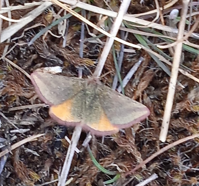Lythria cruentaria - bíborcsíkos araszoló