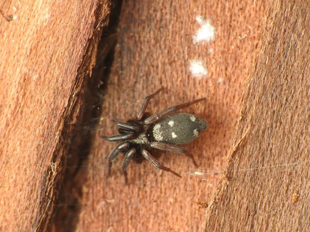 Callilepis nocturna - pettyes kövipók