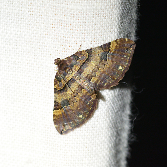 Earophila badiata - csipkerózsa-araszoló