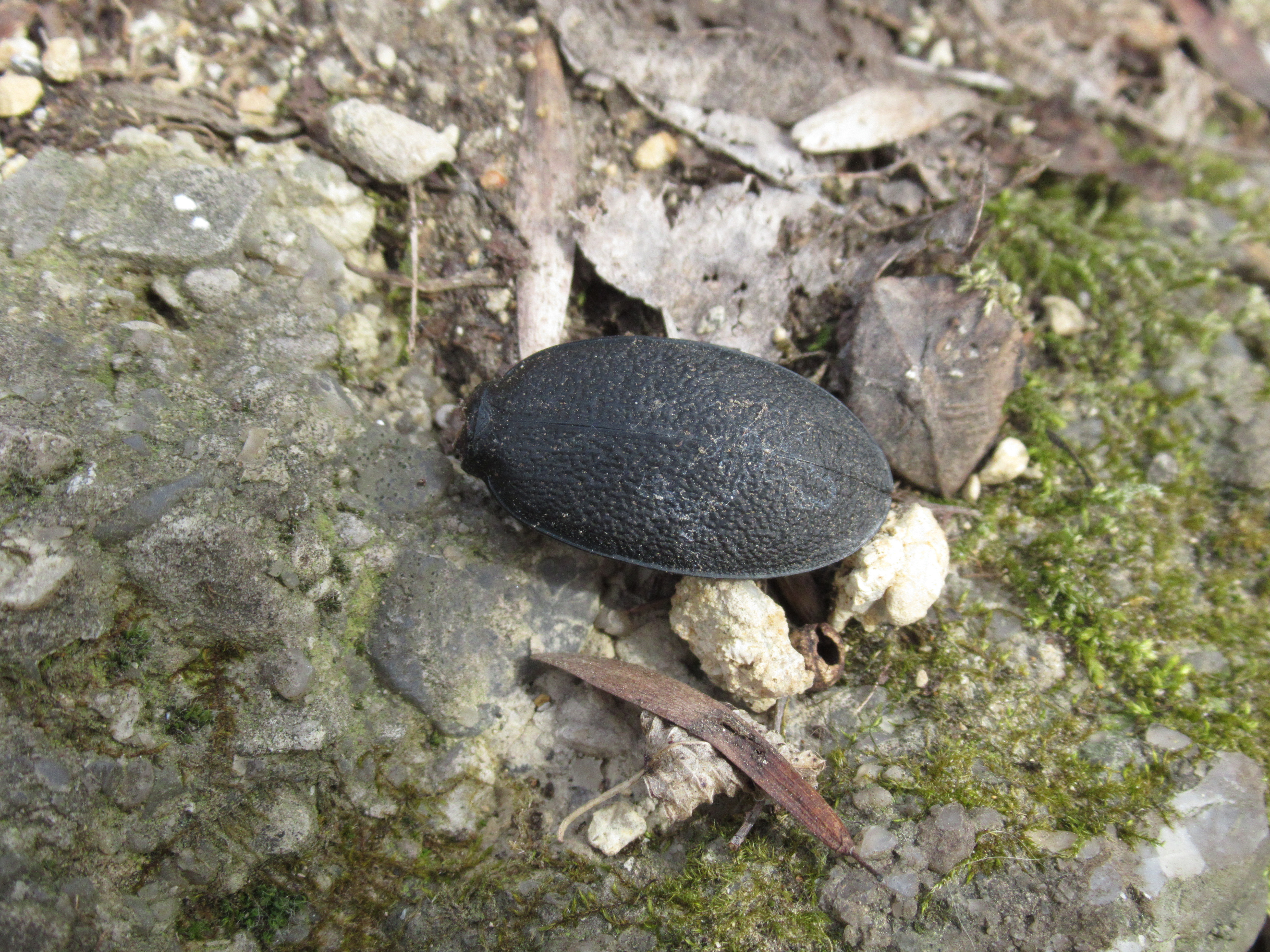 Carabus coriaceus - bőrfutrinka Carabus coriaceus - bőrfutrinka