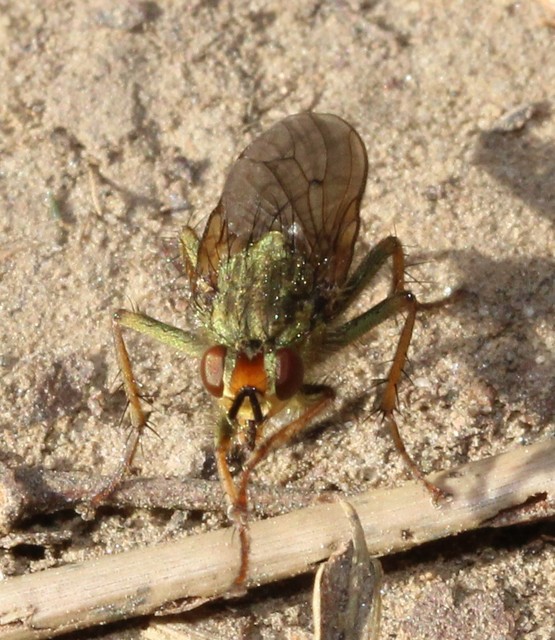 Scathophaga stercoraria - közönséges trágyalégy