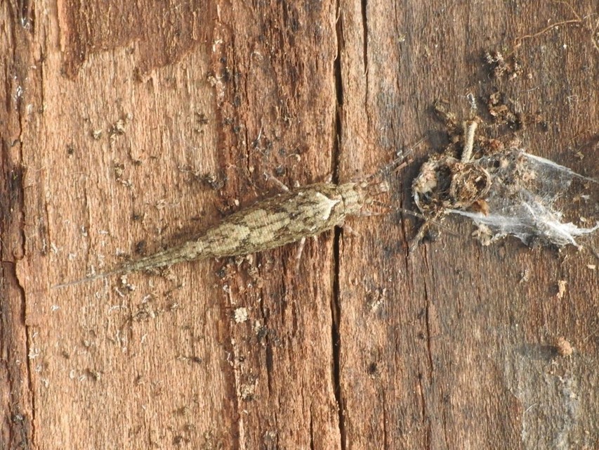Archaeognatha - Ugróősrovarok