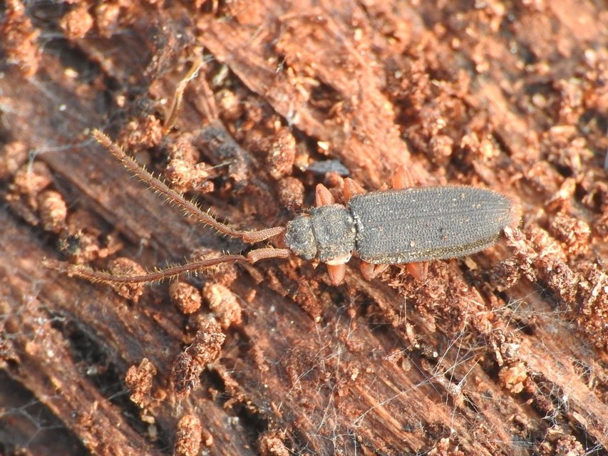 Uleiota planatus - hosszúcsápú fogasnyakú-lapbogár
