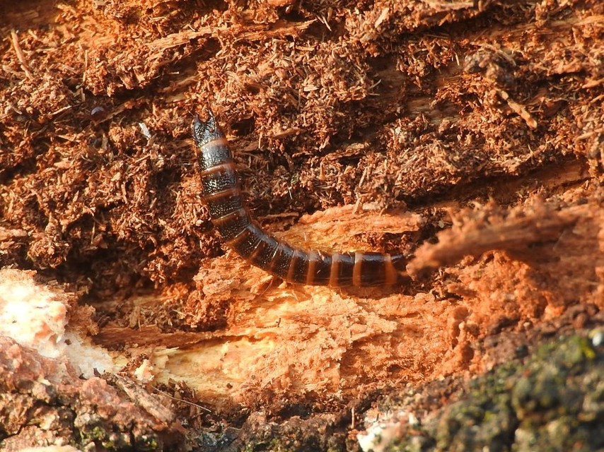 Stenagostus