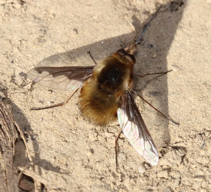 Bombylius major - szegélyes pöszörlégy