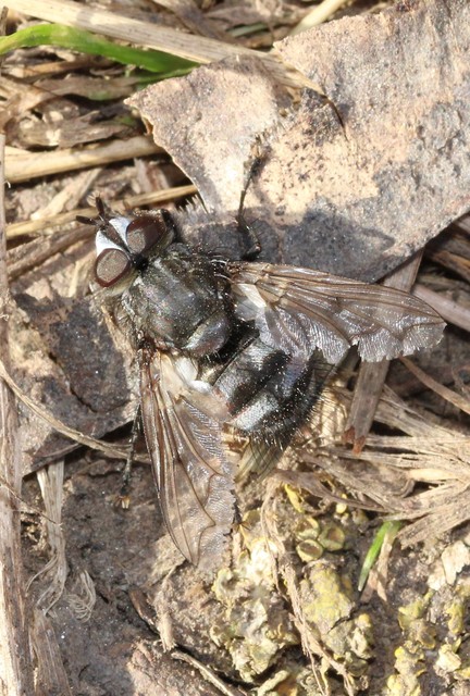 Ernestia puparum