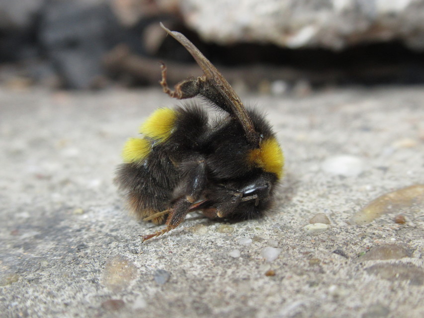 Bombus haematurus - mediterrán poszméh