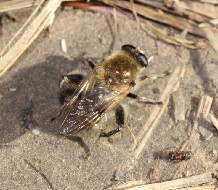 Brachypalpus