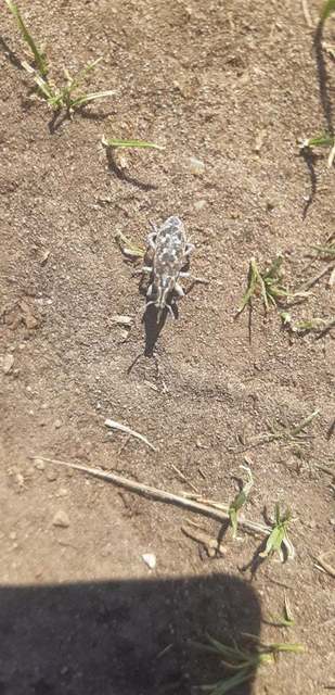 Cyphocleonus dealbatus - márványos barkó