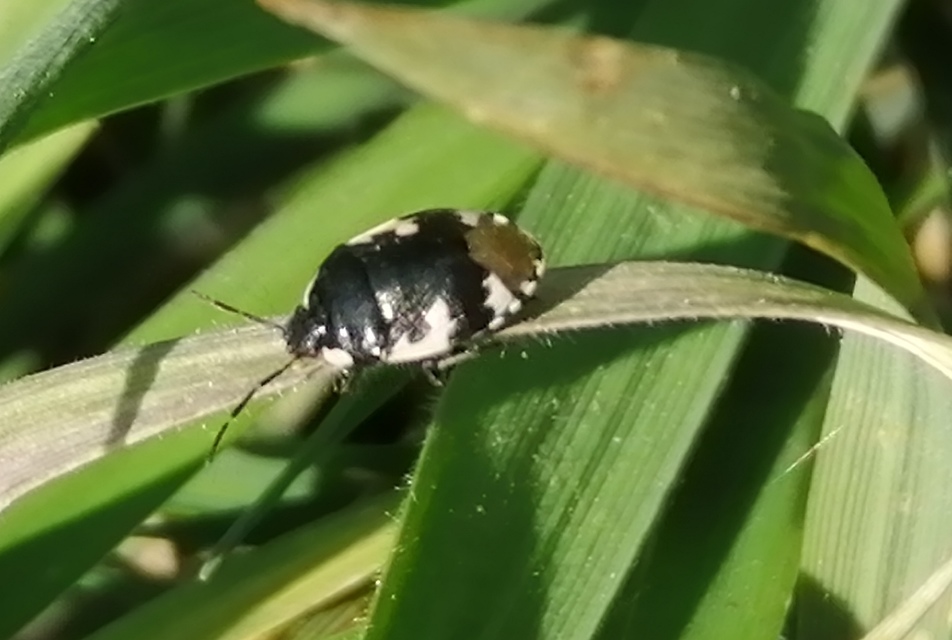 Tritomegas bicolor - foltos földipoloska