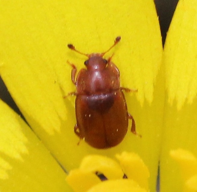 Epuraea Epuraea