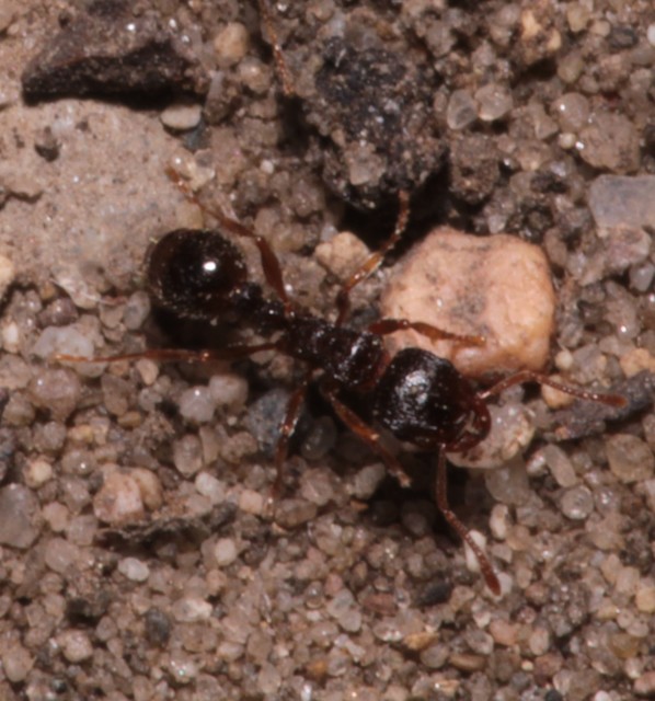 Tetramorium