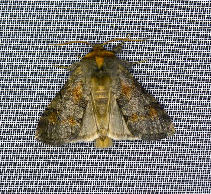 Asphalia ruficollis - vörösnyakú pihésszövő