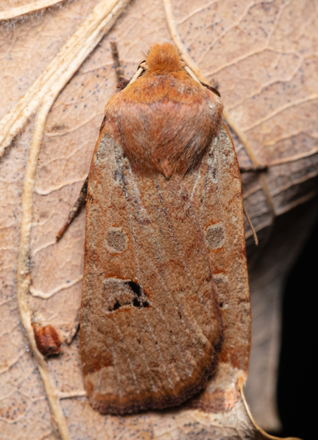 Conistra erythrocephala - vörösfejű őszibagoly