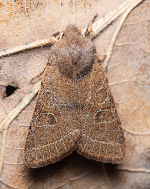 Orthosia cerasi - közepes barkabagoly
