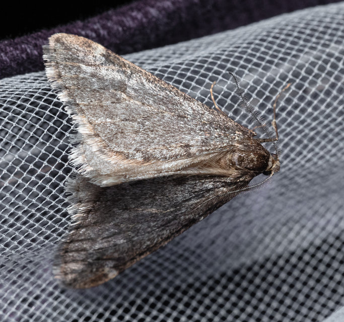 Alsophila aescularia - vadgesztenye-araszoló