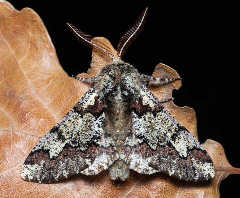 Biston strataria - barnapettyes araszoló