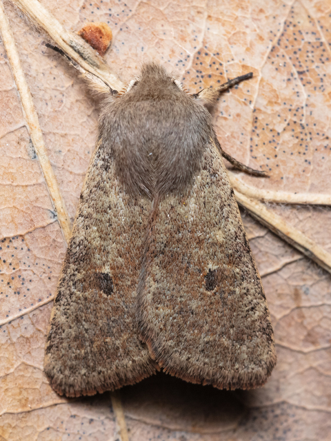 Orthosia cruda - kis barkabagoly