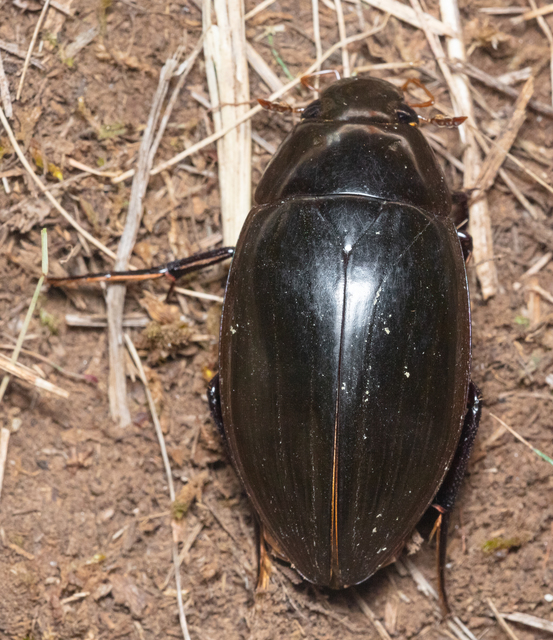 Hydrophilus piceus - közönséges óriáscsibor