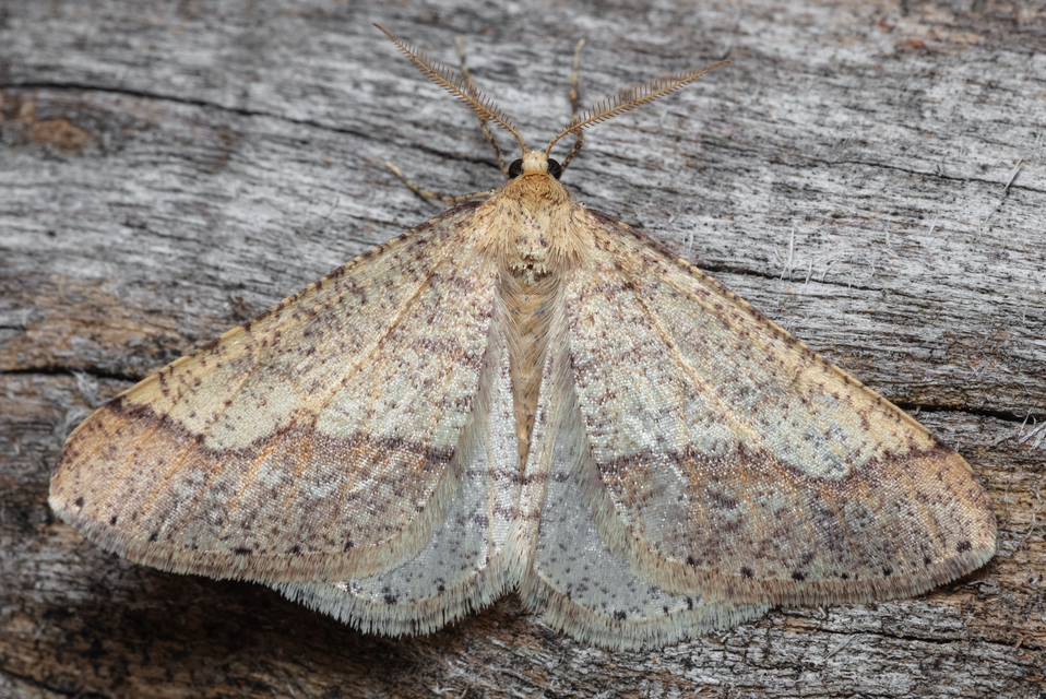 Agriopis marginaria - sárgás téliaraszoló