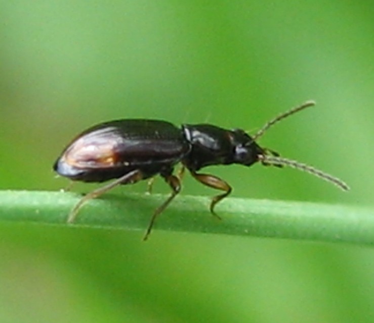 Bembidion