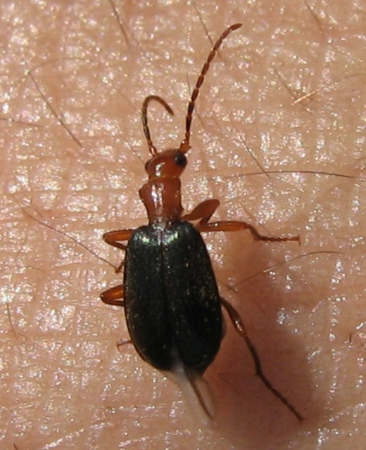 Brachinus explodens - kis pöfögőfutó