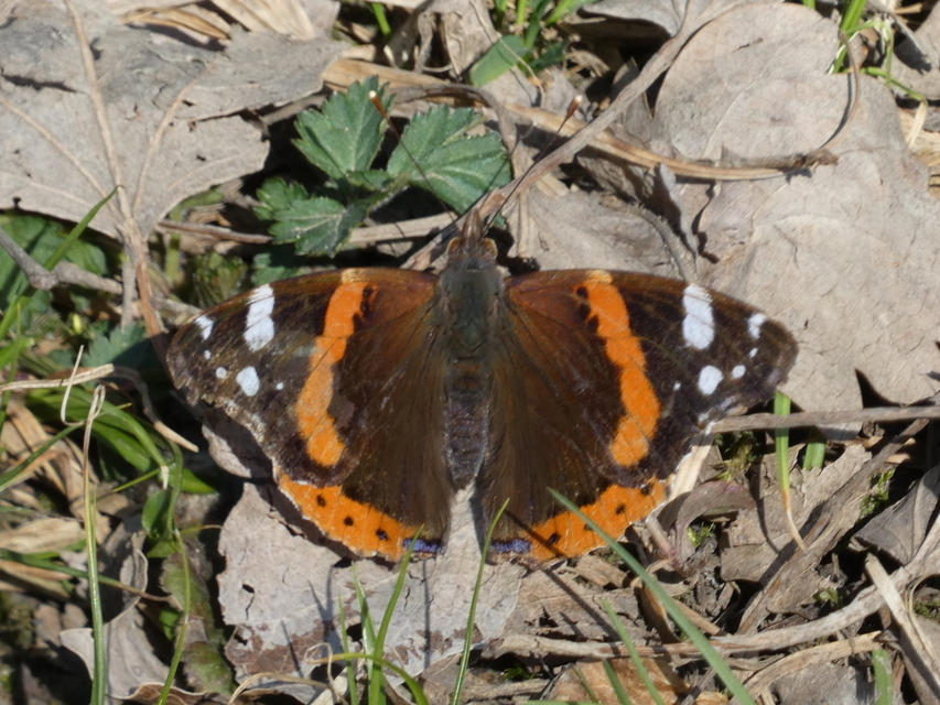 Vanessa atalanta - atalantalepke