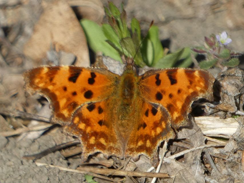 Nymphalis c-album - C-betűs lepke