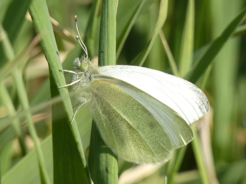 Pieris rapae - répalepke