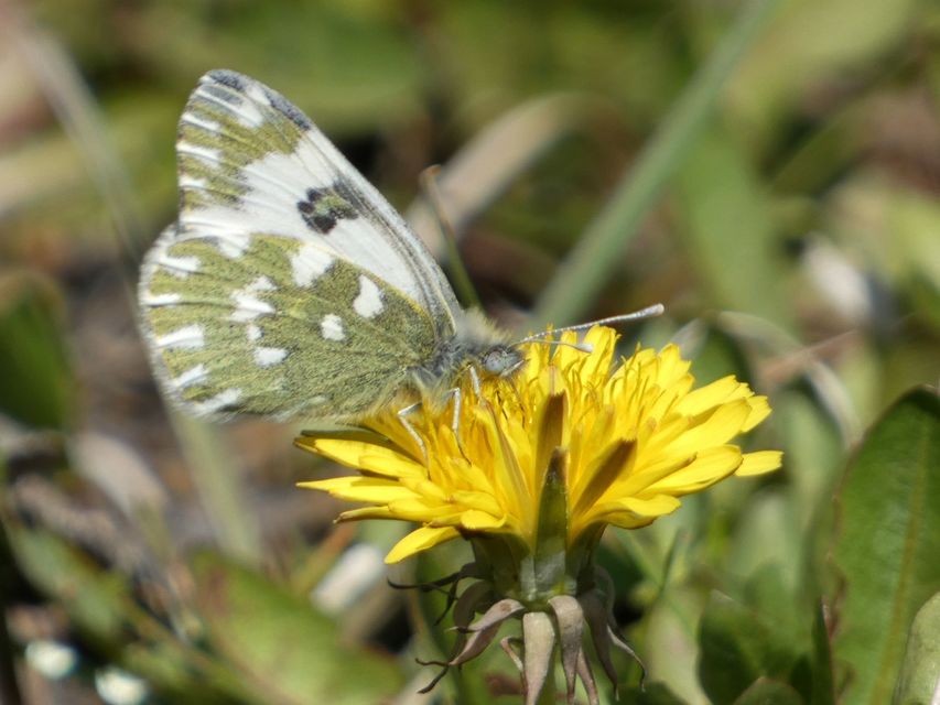 Pontia edusa - rezedalepke