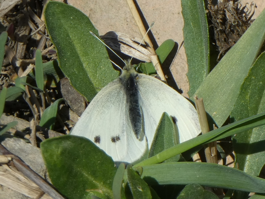 Pieris rapae - répalepke