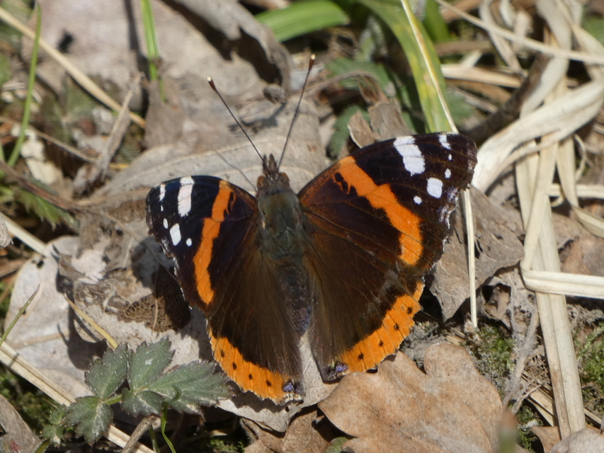 Vanessa atalanta - atalantalepke