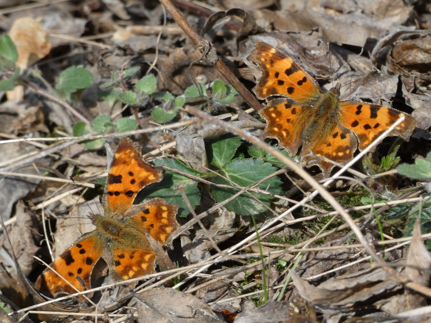 Nymphalis c-album - C-betűs lepke