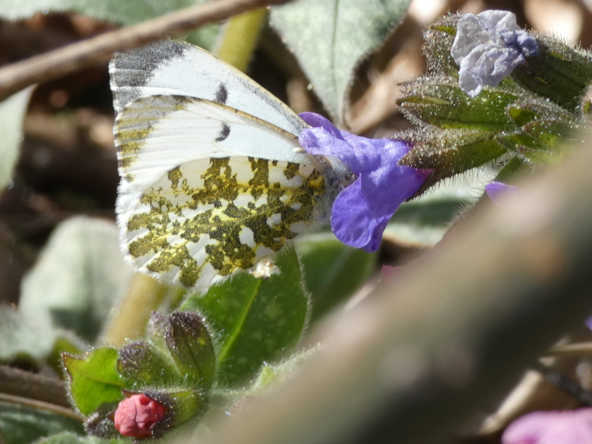 Anthocharis cardamines - hajnalpírlepke