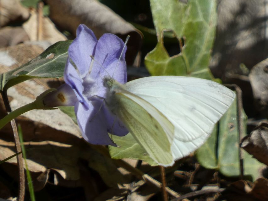 Pieris rapae - répalepke