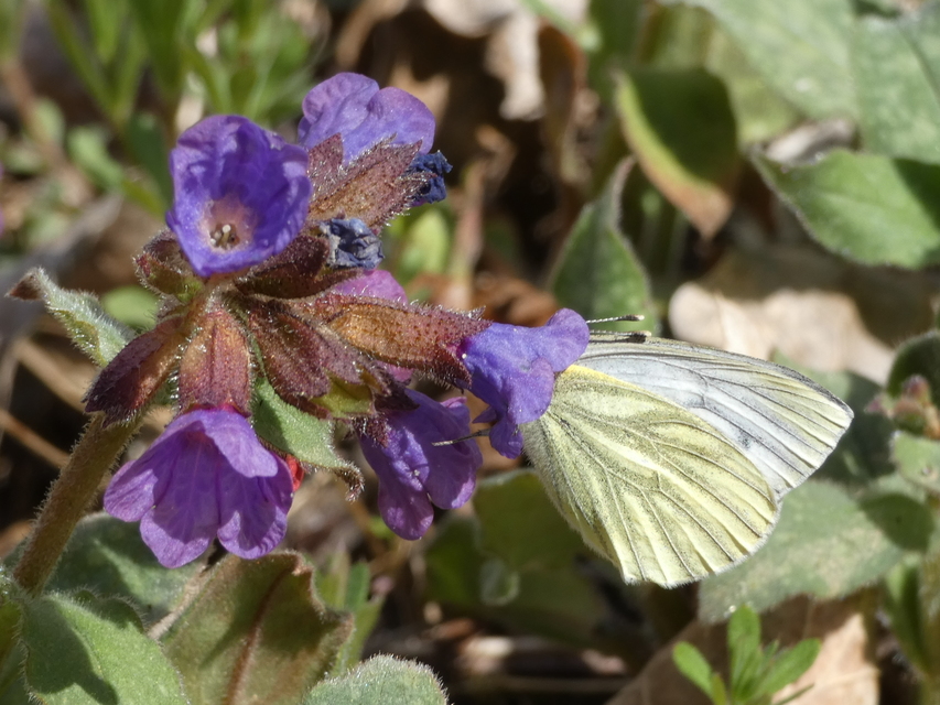 Pieris napi - repcelepke