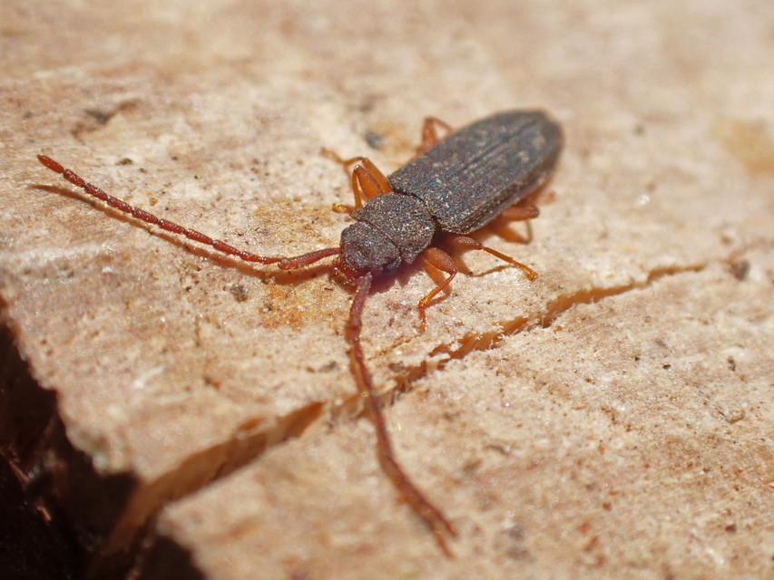 Uleiota planatus - hosszúcsápú fogasnyakú-lapbogár