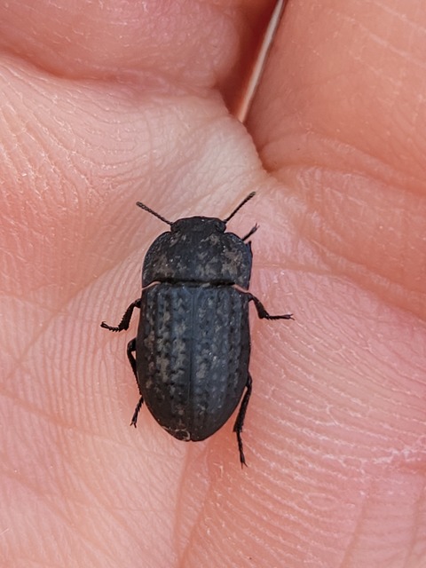 Opatrum sabulosum - sároshátú gyászbogár