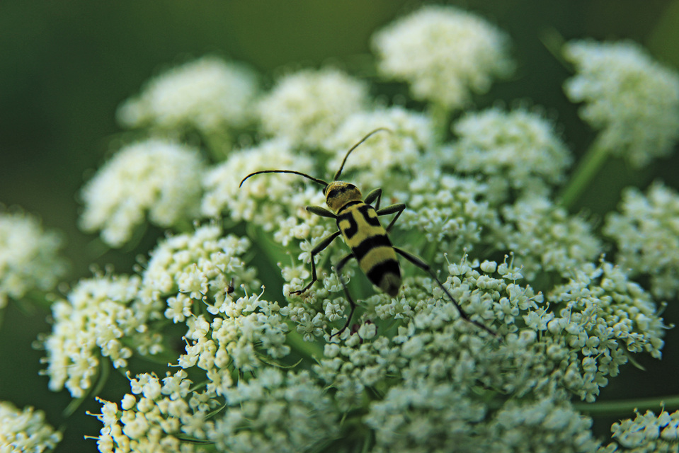 Chlorophorus varius - díszes darázscincér