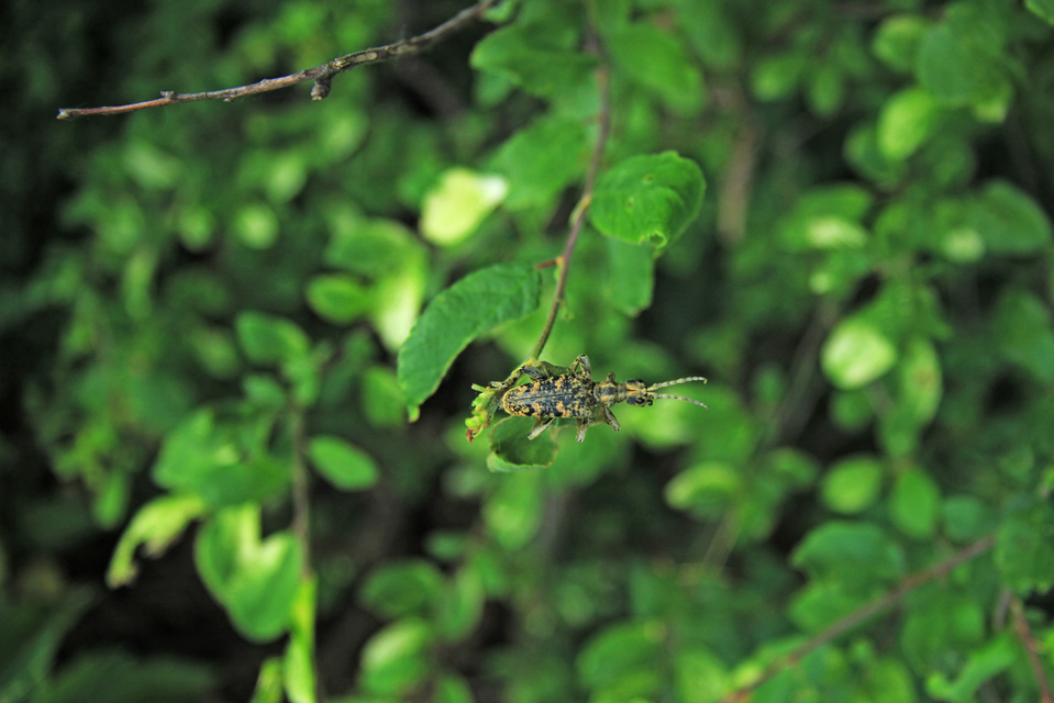 Rhagium sycophanta - tölgyes-tövisescincér