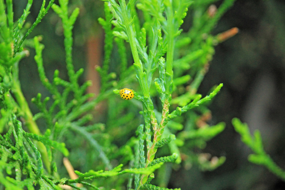 Psyllobora vigintiduopunctata - huszonkétpettyes katica
