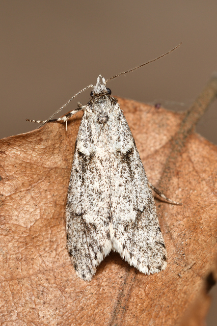 Diurnea fagella - szürke tavaszimoly