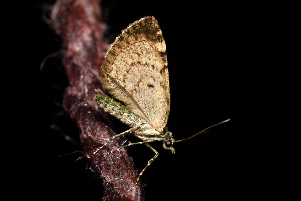 Chloroclysta siterata - salátazöld araszoló