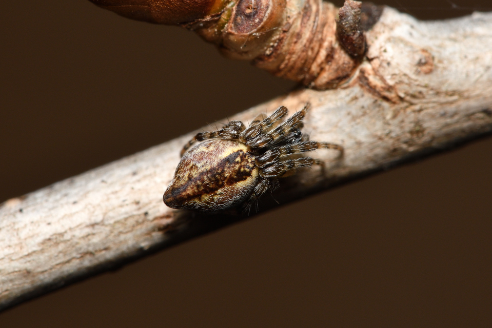 Cyclosa