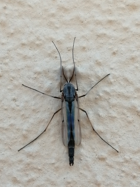 Chironomini